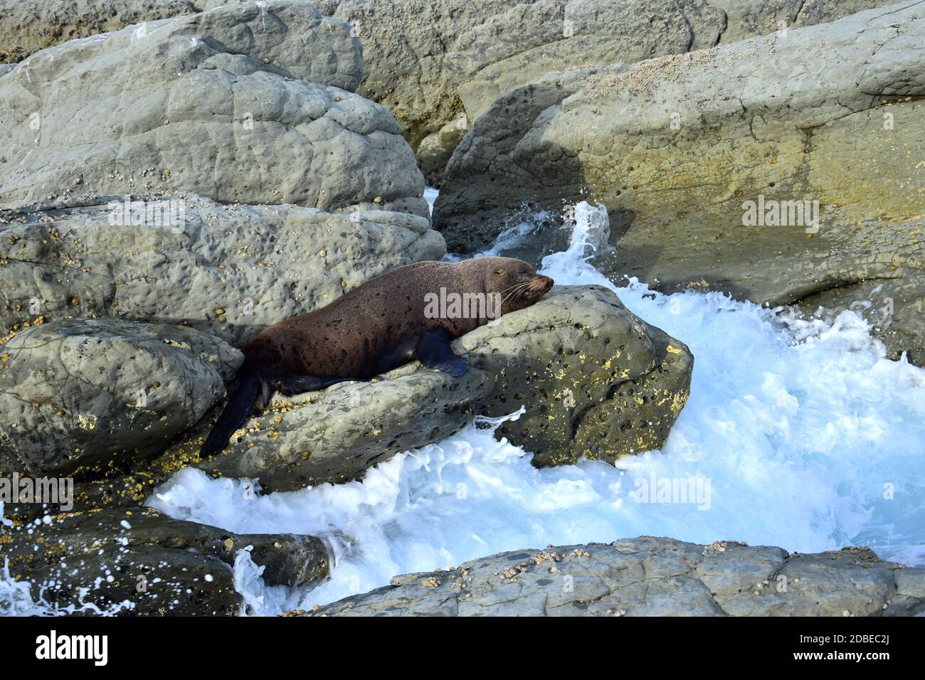 Eine neuseeländische Pelzrobbe (Arctocephalus forsteri), die auf einem Felsen sonnenbaden. Point Kean, Kaikoura, Neuseeland, Südinsel. Es kommen Wellen an. Stockfoto