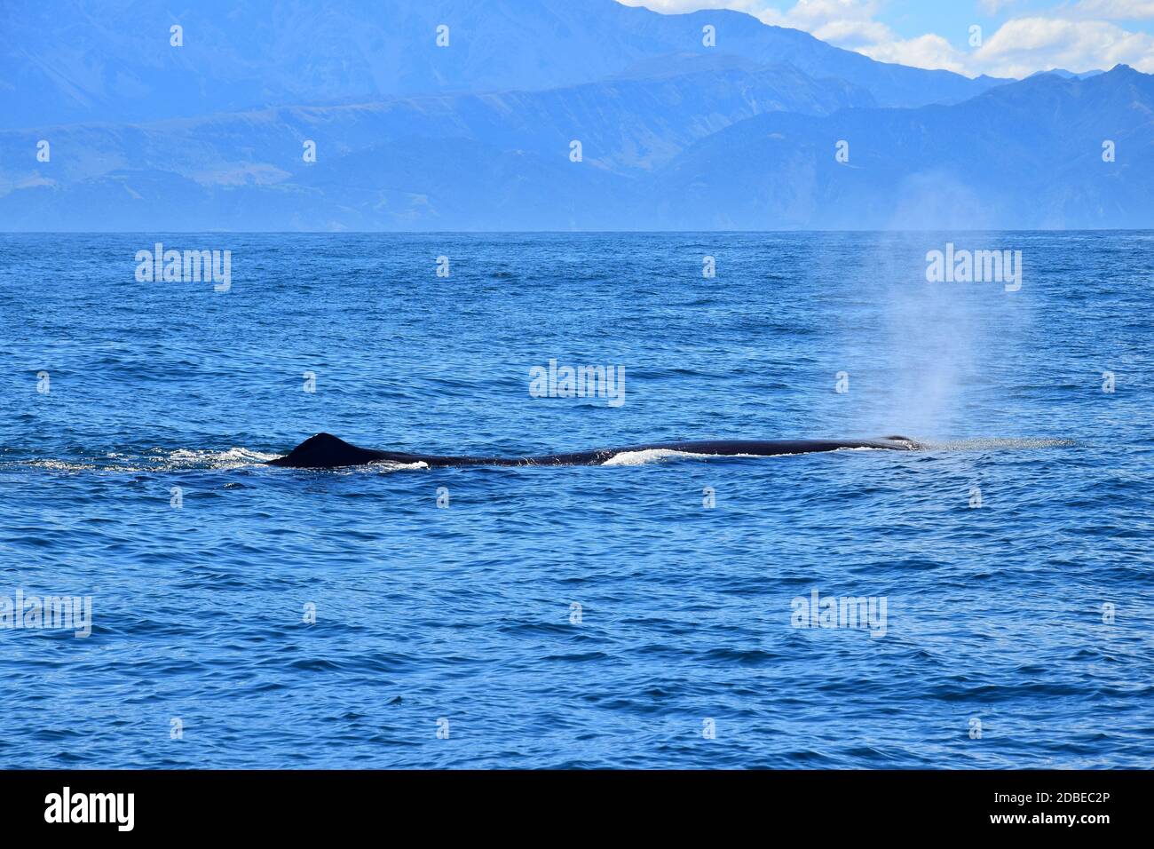 Der Schlag eines Pottwals namens Manu in den Ozean. Der Rücken mit der Rückenflosse ist sichtbar. Walbeobachtung in Neuseeland. Stockfoto