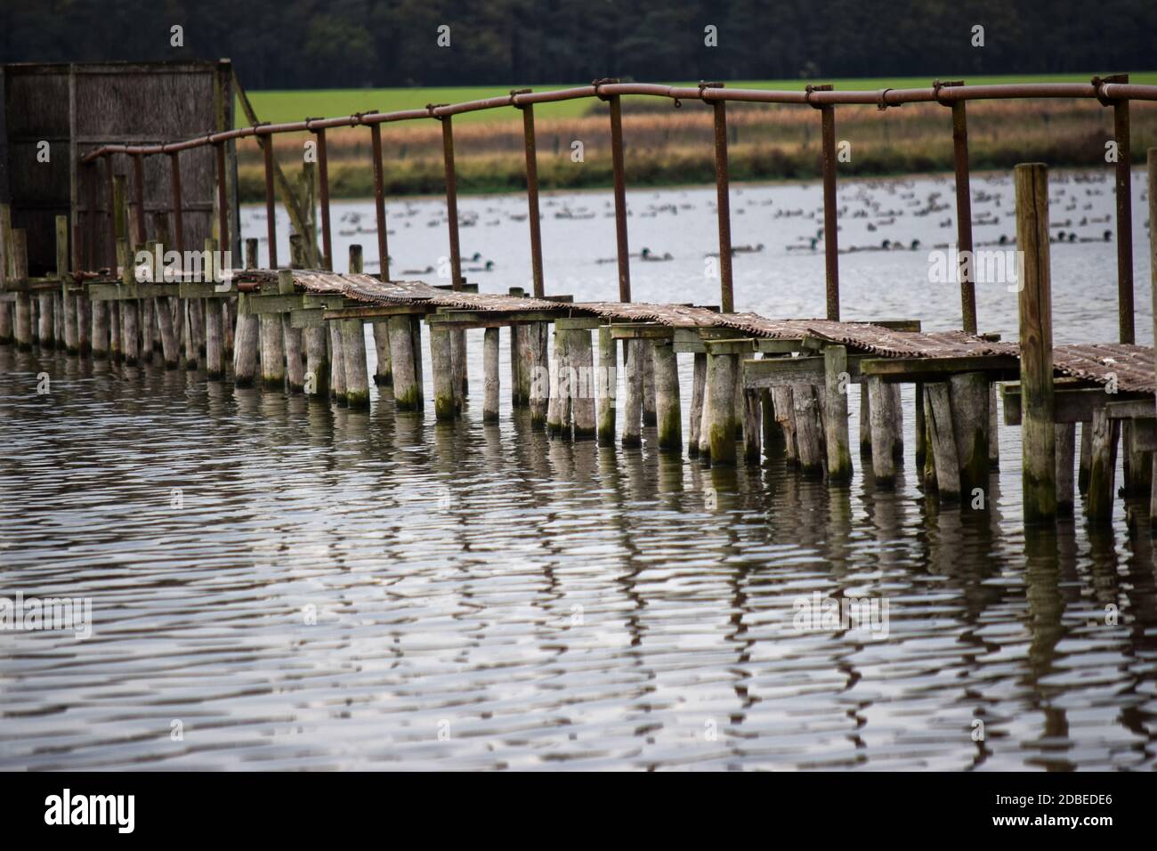 Livermere Lake, Ampton Water, suffolk, england, großbritannien Stockfoto