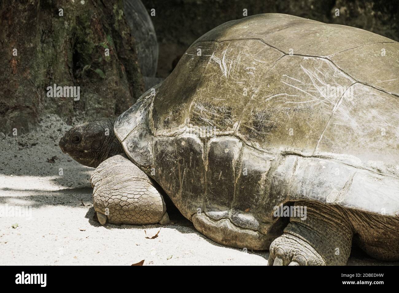 Afrikanische Spornschildkroten Stockfotos Und Bilder Kaufen Alamy