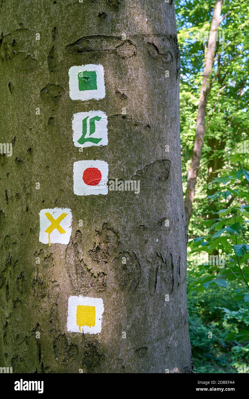 Markierte Wanderwege auf einem Baum im Thüringer Wald bei Friedrichroda in Deutschland Stockfoto