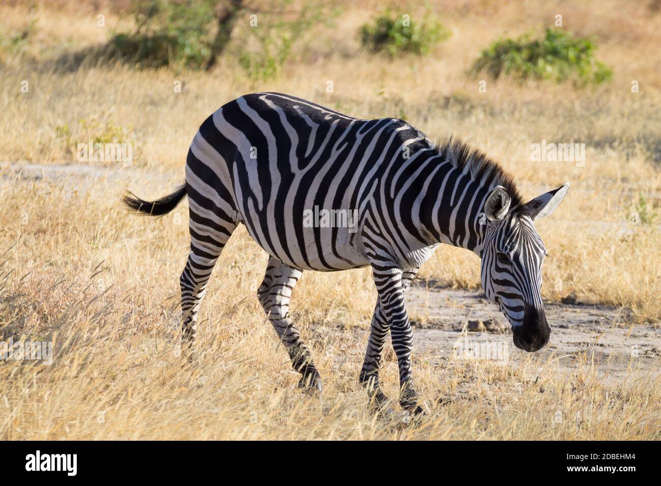 Zebra Nahaufnahme Tarangire Nationalpark Tansania Afrika Afrikanische Safari Stockfotografie Alamy