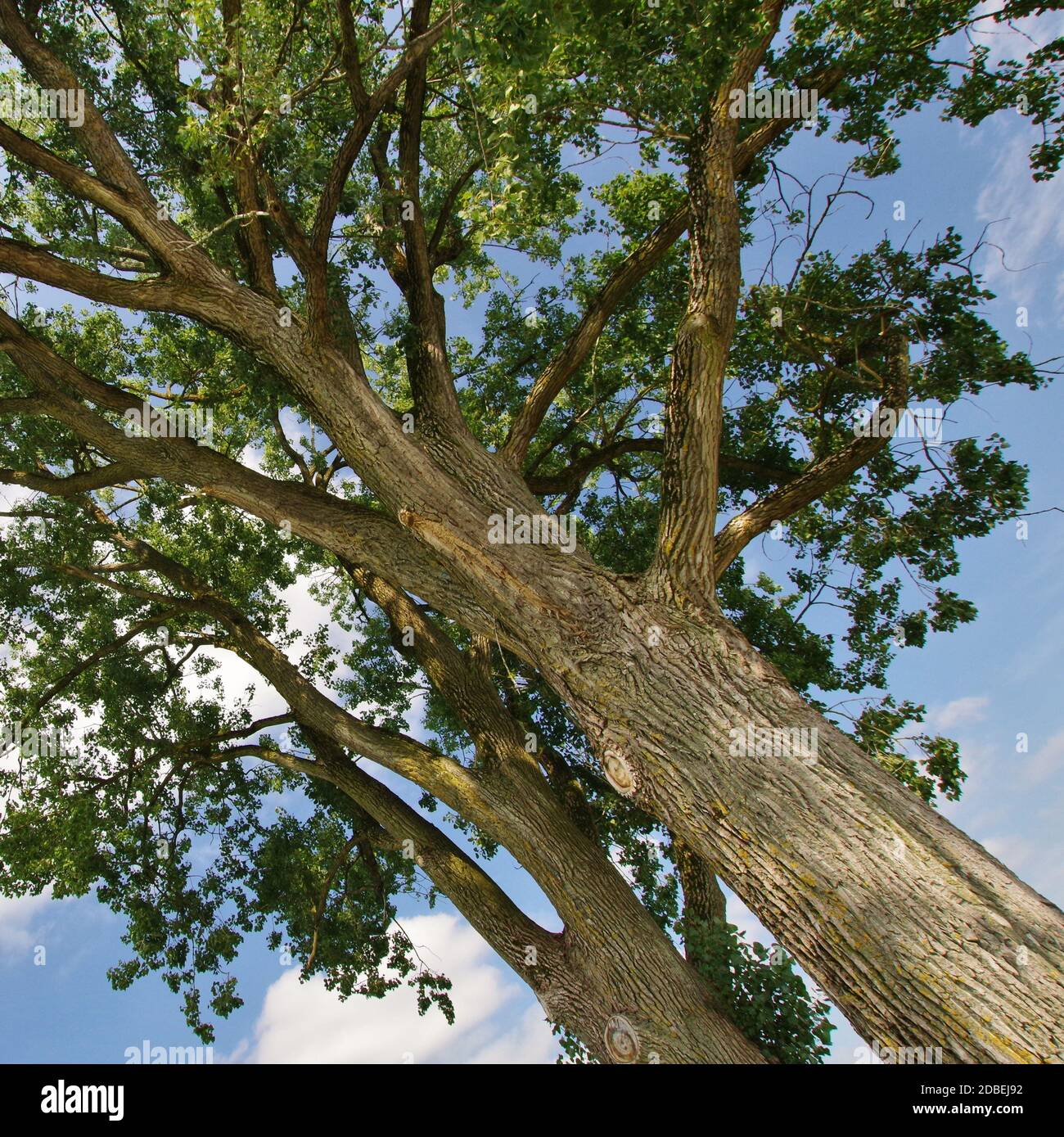 Bäume in der Nähe von Seebruck, Chiemsee, Chiemgau, Oberbayern, Deutschland, Westeuropa Stockfoto