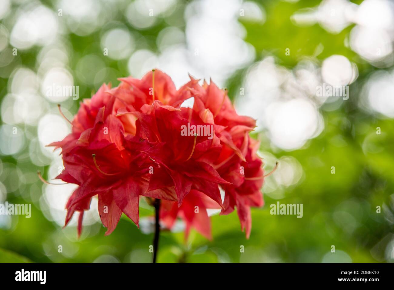 Rhododendron-Blüte Stockfoto