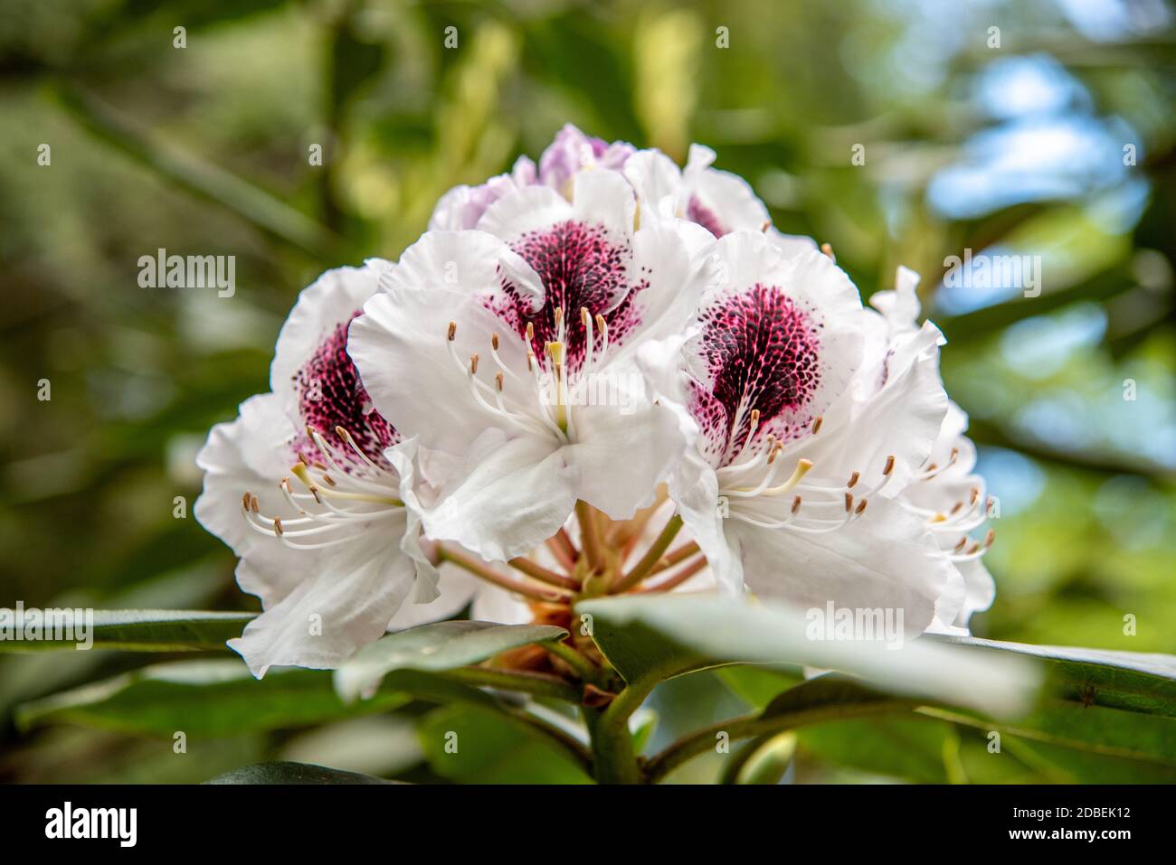 Rhododendron-Blüte Stockfoto
