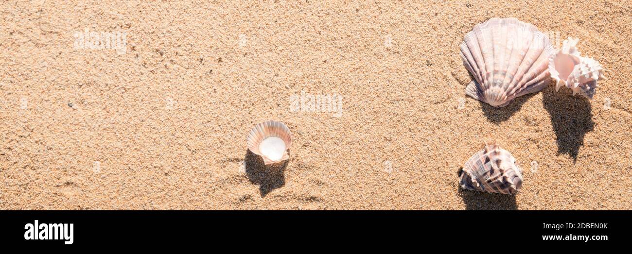 Meeresmuschel auf Sand von oben fotografiert, heißer Sommertag am Strand, sonniger tropischer Strandhintergrund Stockfoto