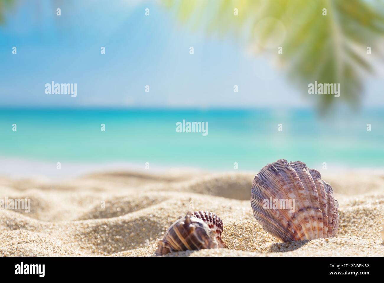 Sonniger tropischer Strand, Sommerurlaub, karibischer Strand mit türkisfarbenem Wasserhintergrund, Muscheln im Sand, Palmen am Strand Stockfoto