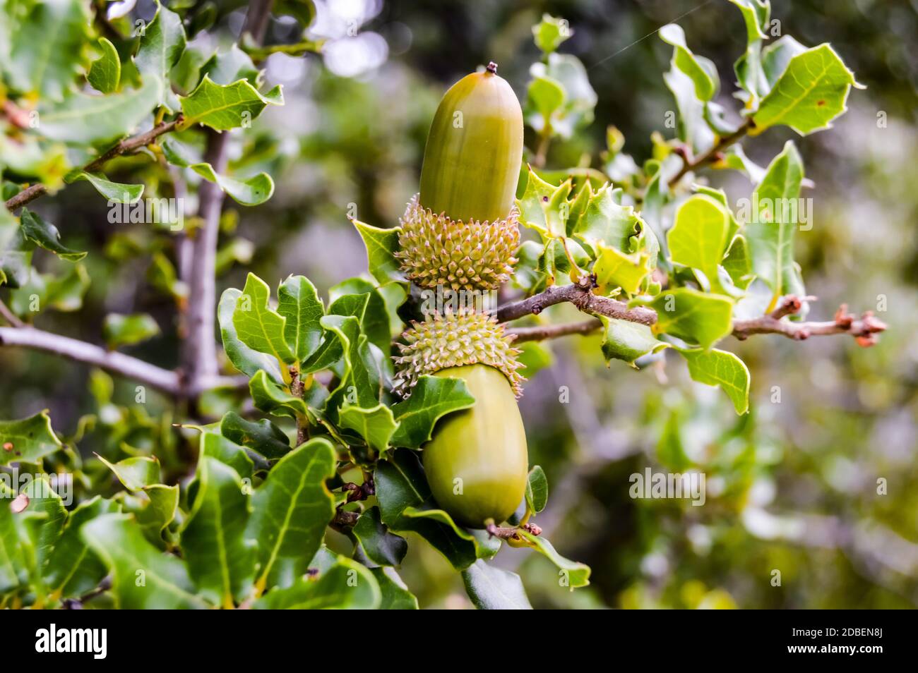 Die Eichel oder Kermes Eiche, Quercus coccifera, ist eine Eiche aus dem Quercus Cerris Abschnitt. Hier eine junge Eichel auf einem Strauch im Wald bei sitia, Lathisi Stockfoto