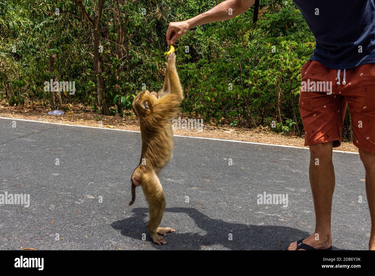 Tourist Mann Fütterung Affe mit Banane auf einem Affenhügel Straße Stockfoto