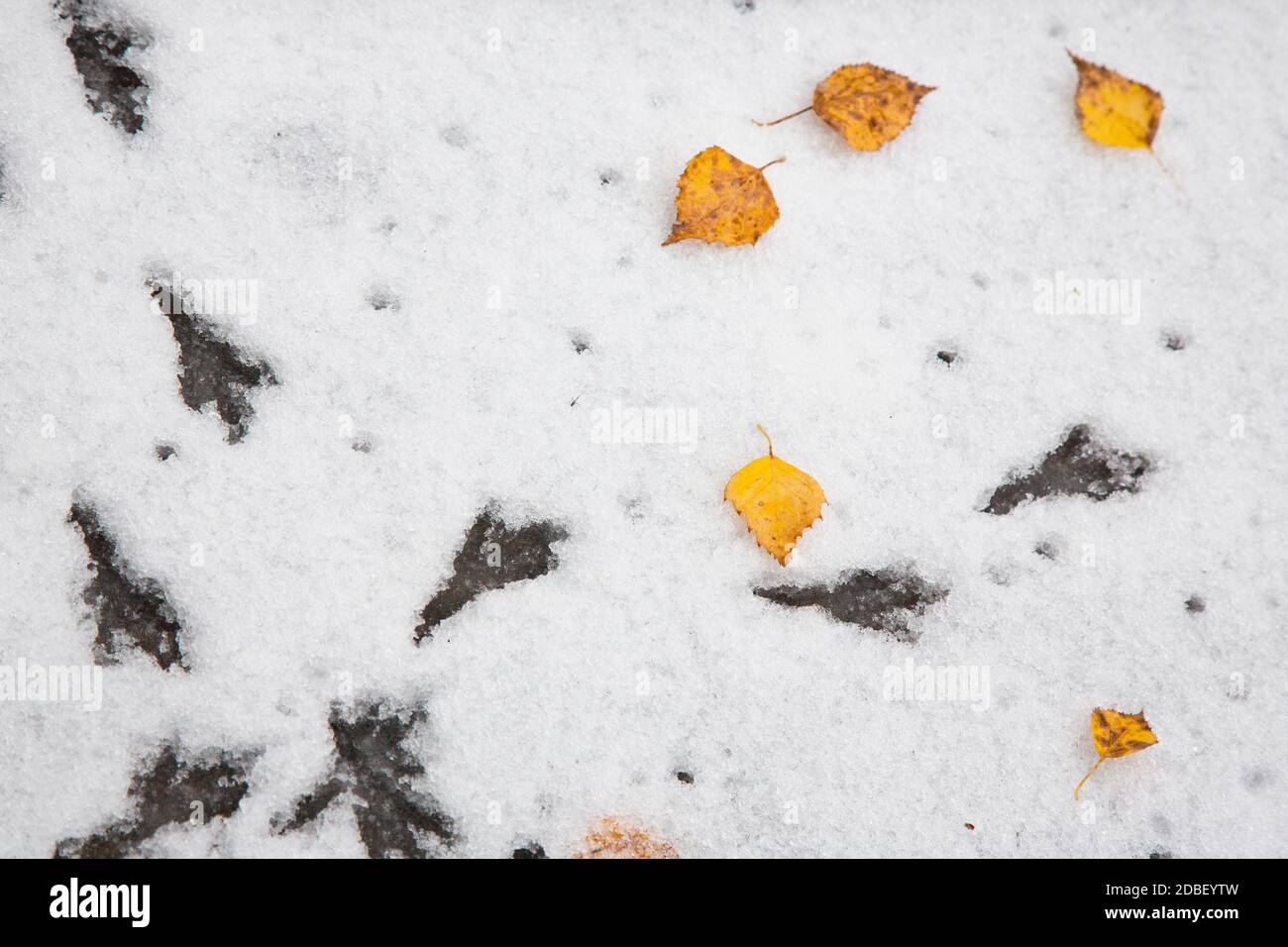 Vogelfußabdrücke auf dem Schnee. Der erste Schnee, herbstliche Herbst Blätter. Stockfoto