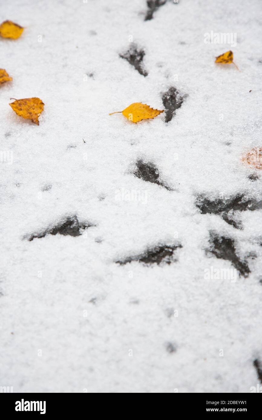 Vogelfußabdrücke auf dem Schnee. Der erste Schnee, herbstliche Herbst Blätter. Stockfoto