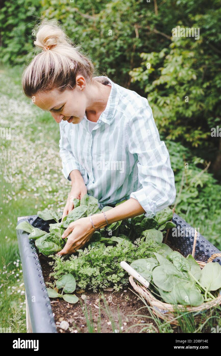 Junge Frau Ernte verschiedene Arten von Gemüse aus Hochbeet im Garten Stockfoto