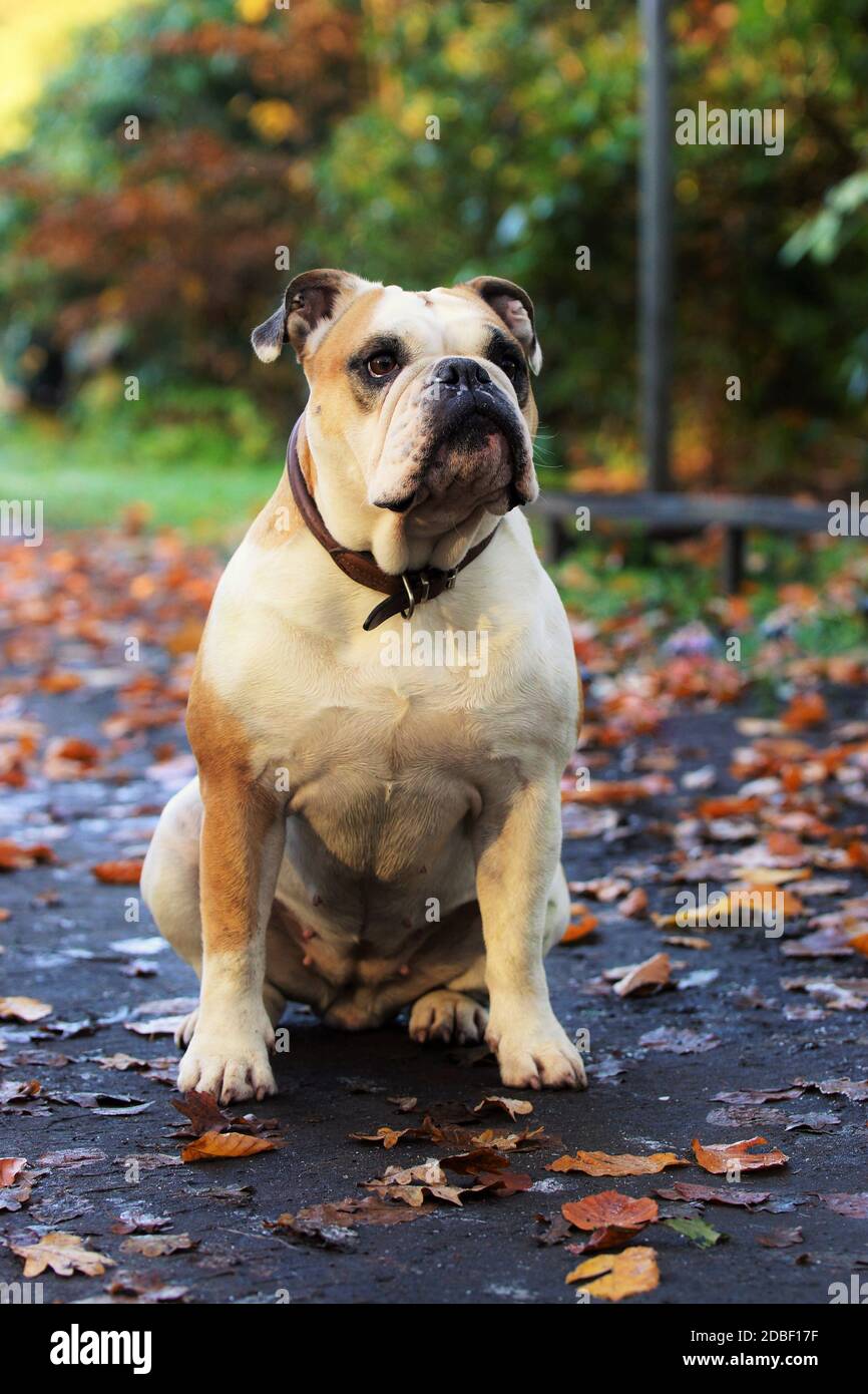 Starke junge Bulldogge sitzt auf der Straße Stockfoto
