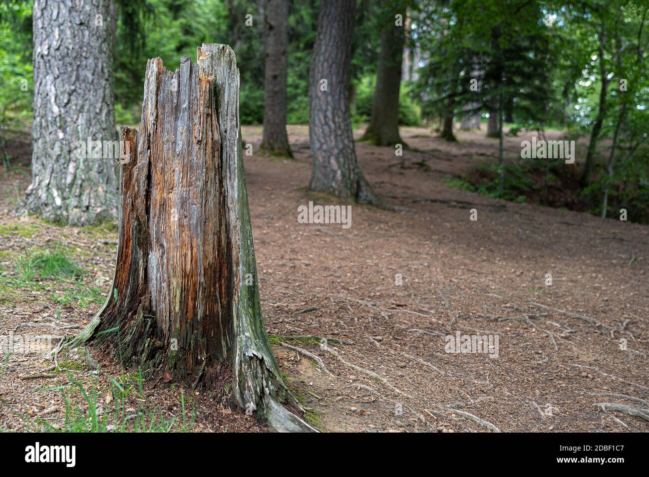 Alt abgebrochener Baumstumpf in einem Wald Stockfoto