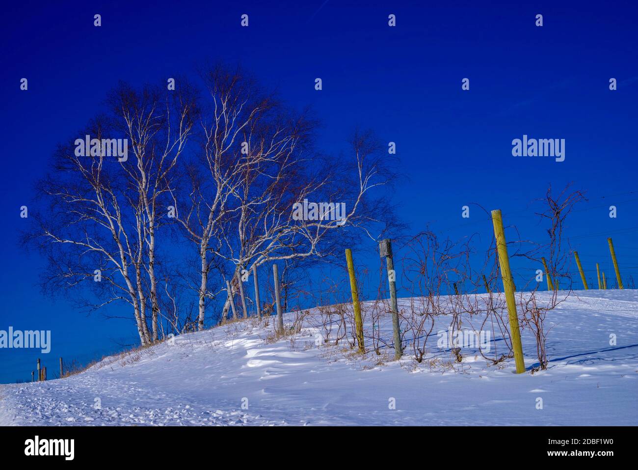 Winterlandschaft mit tiefem Schnee entlang einer Zaunreihe bis zu einem Hain aus weißen Birken Stockfoto