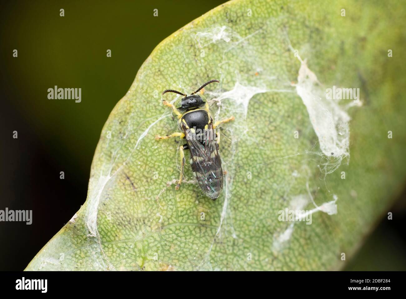 Sandwespe, Rückenflosse von Bembix rostrata, Satara, Maharashtra, Indien Stockfoto