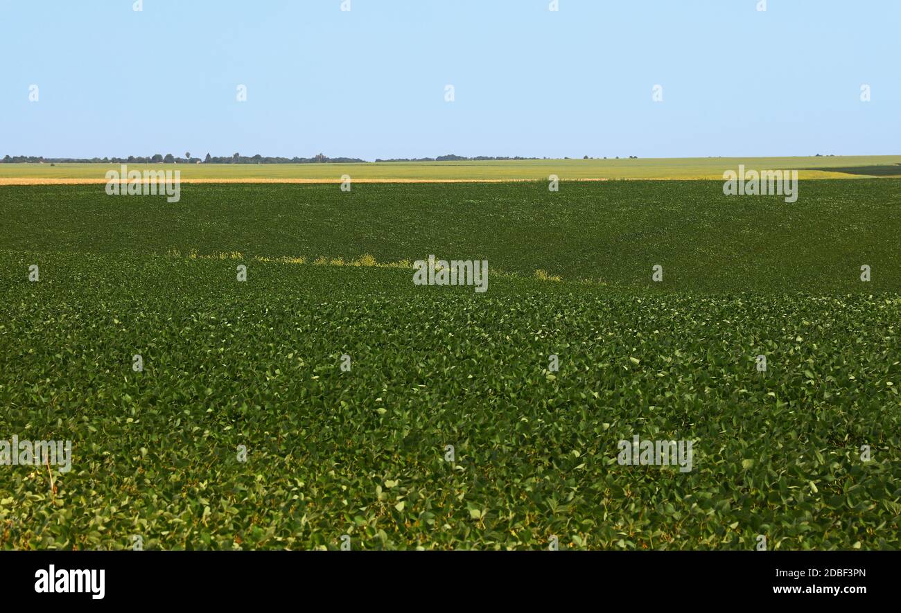 Close up Bereich green soja Pflanzen unter dem klaren, blauen Himmel, hohe Betrachtungswinkel Stockfoto