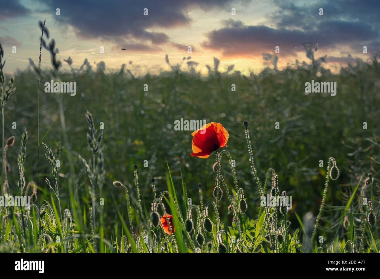 Cloes up von Mohn Blume in einer ländlichen Landschaft in Norddeutschland, perfekt für eine Grußkarte, Geschenktüte oder Kalender Bild Stockfoto