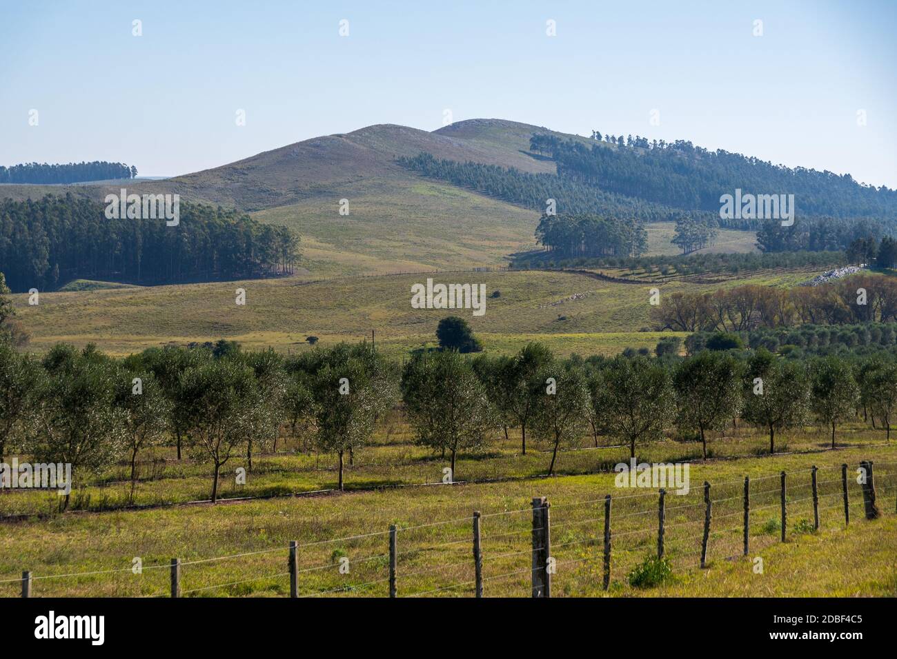 Wunderschöne Olivenplantagen in den Bergen Stockfoto