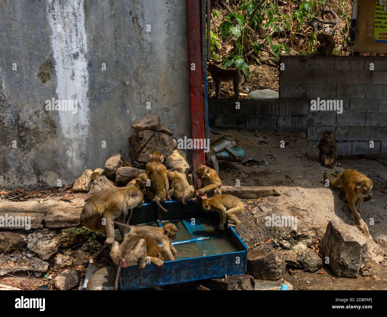 Banch Affe Trinkwasser aus Blue Box, auf Stadt Affenhügel Stockfoto