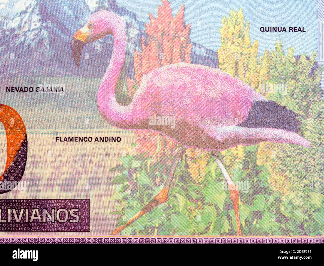 Anden-Flamingo ein Porträt aus bolivianischem Geld Stockfoto