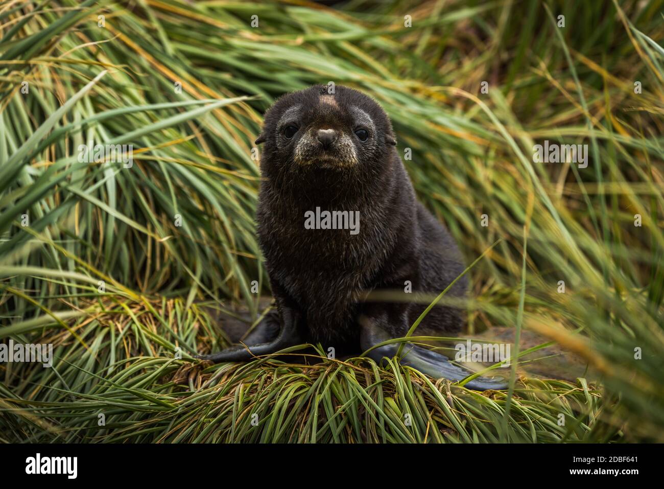 Traurige antarktische Robbenhunde auf Gras Stockfoto