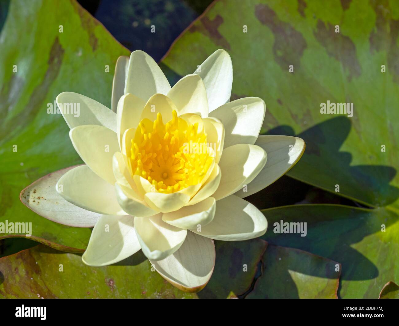 Schöne Seerose blüht mit hellgelben Blütenblättern und gesprenkelt Grüne Blätter Stockfoto