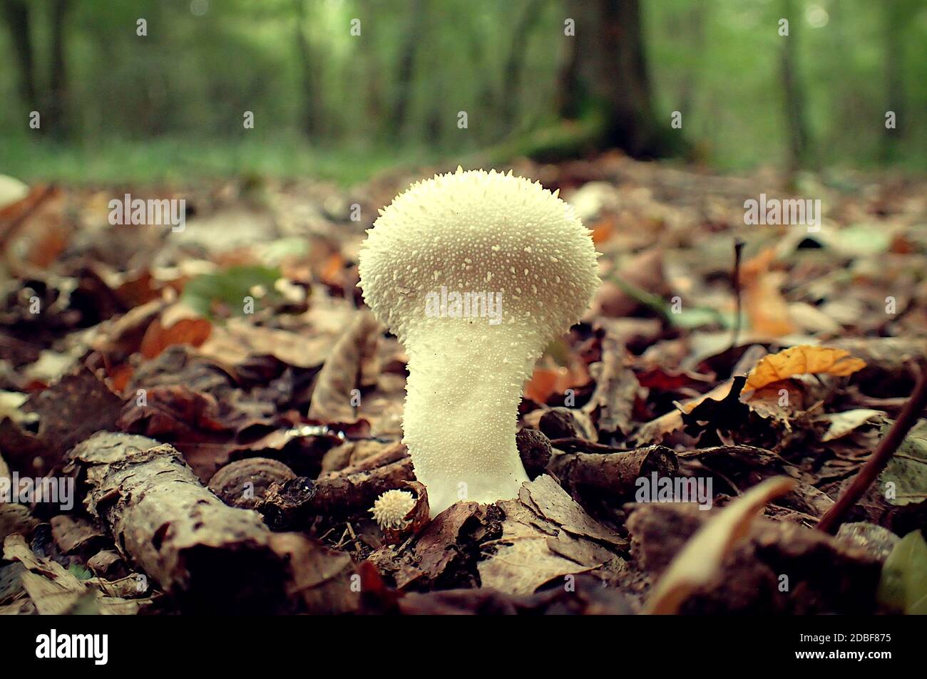 Weiße Pilze im Wald Stockfoto