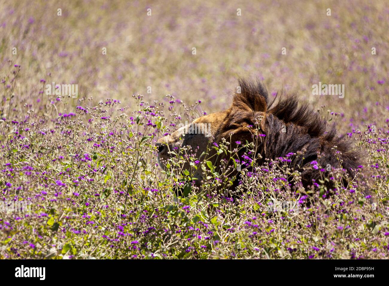 Fast trat er auf sie. Stockfoto