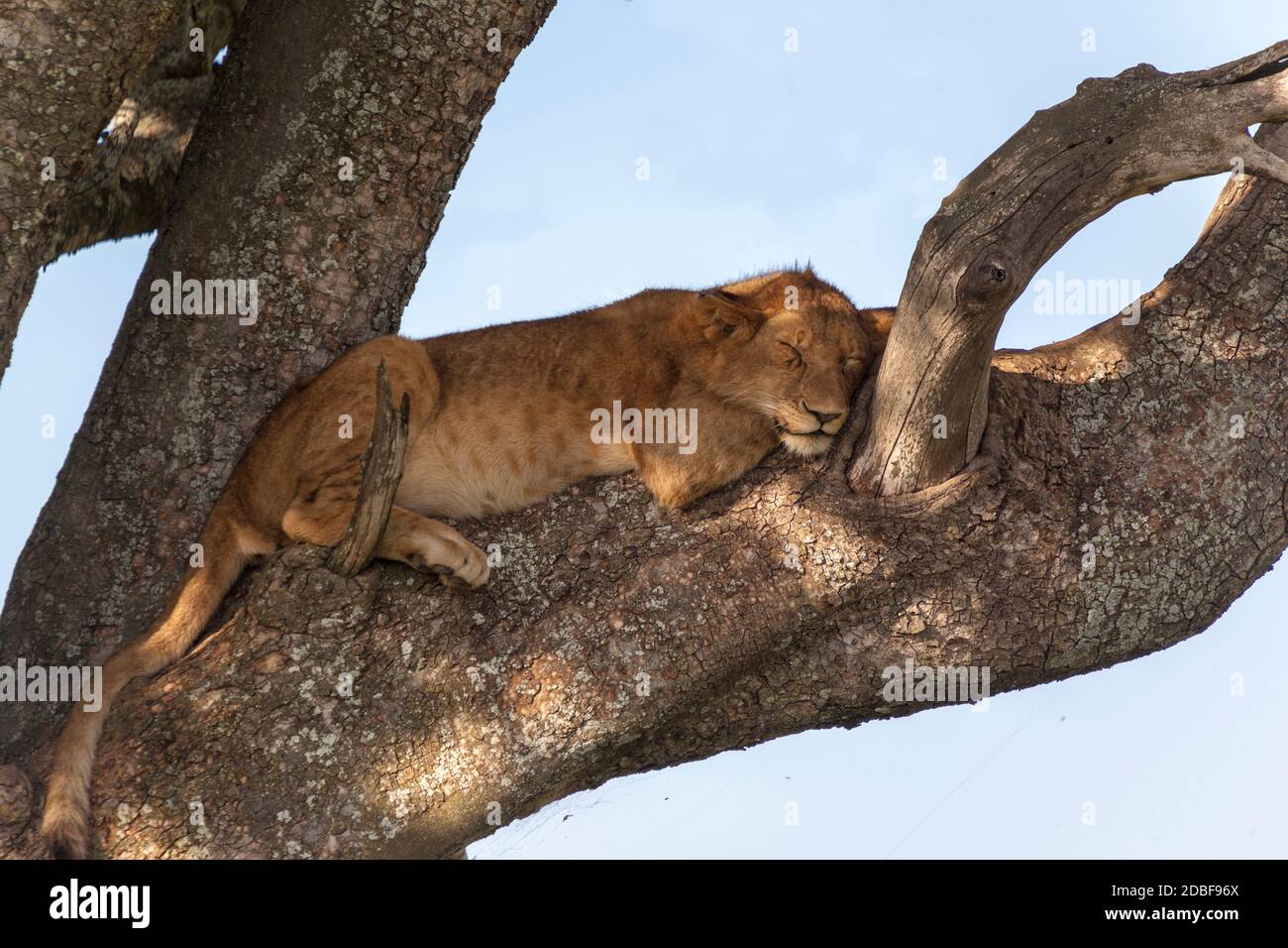 Schlafen Stockfoto