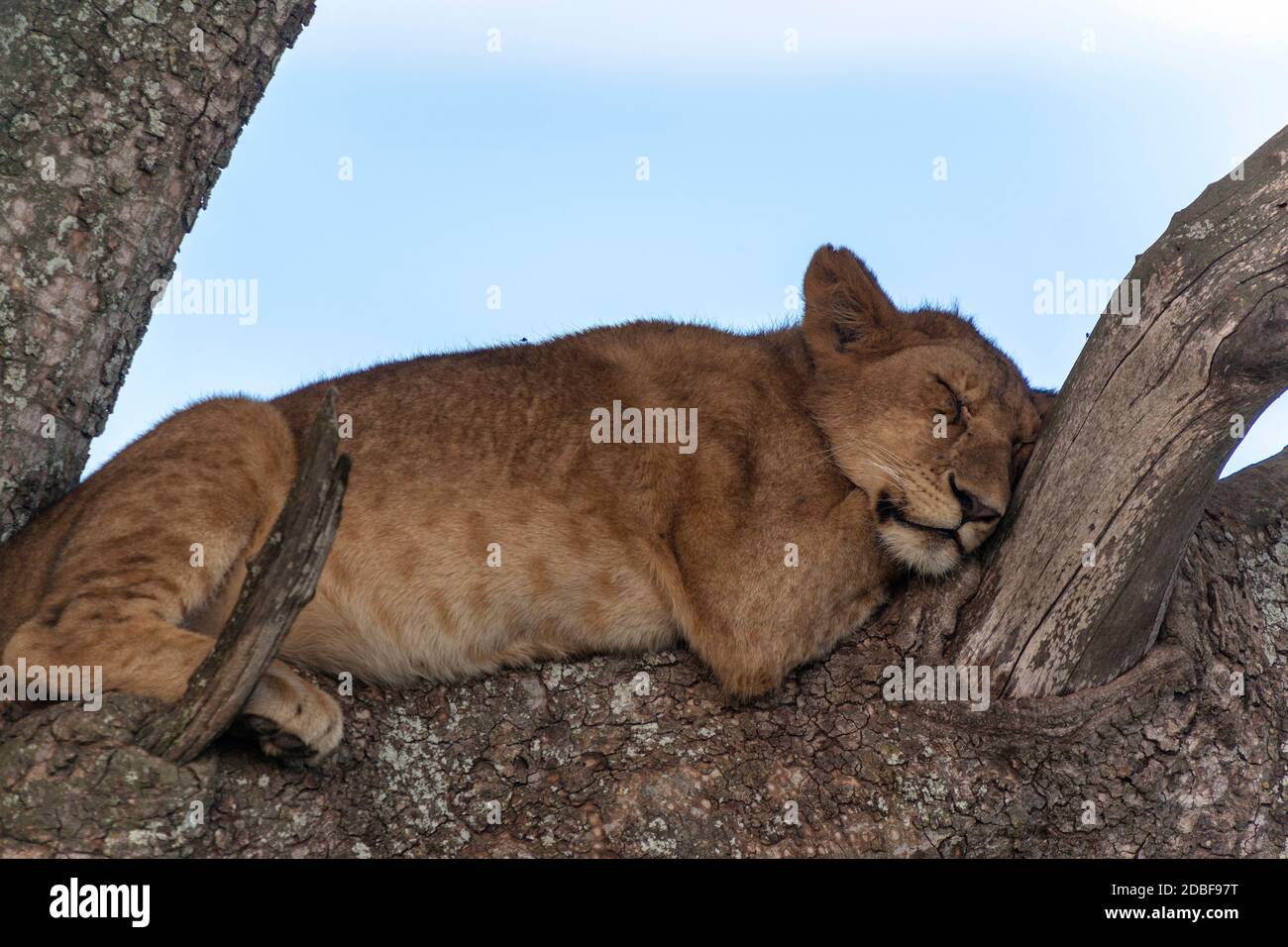 Schlafen Stockfoto