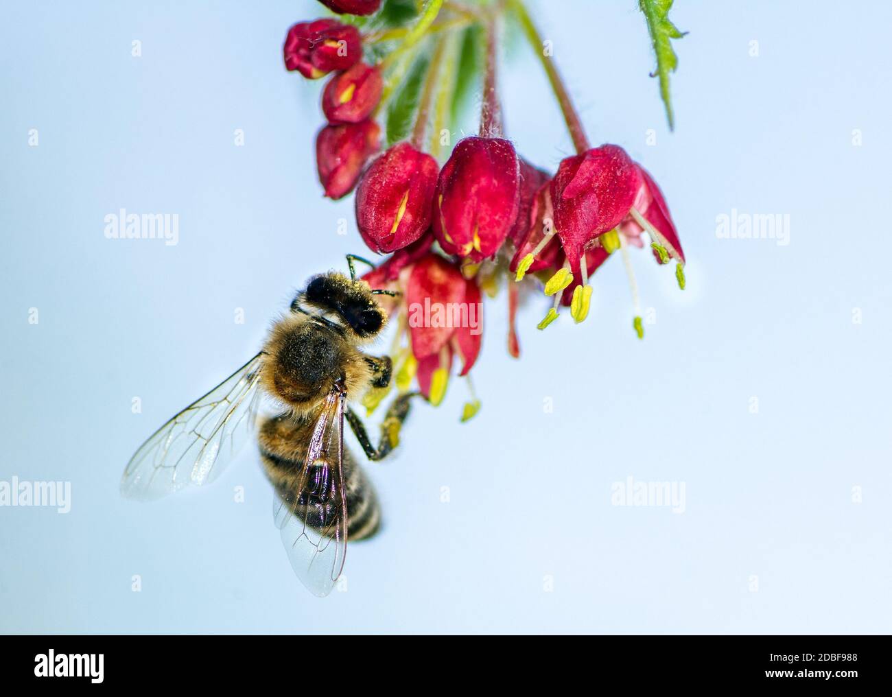 Makro einer Biene, die auf den Blüten eines japanischen Ahornbaums bestäubt Stockfoto