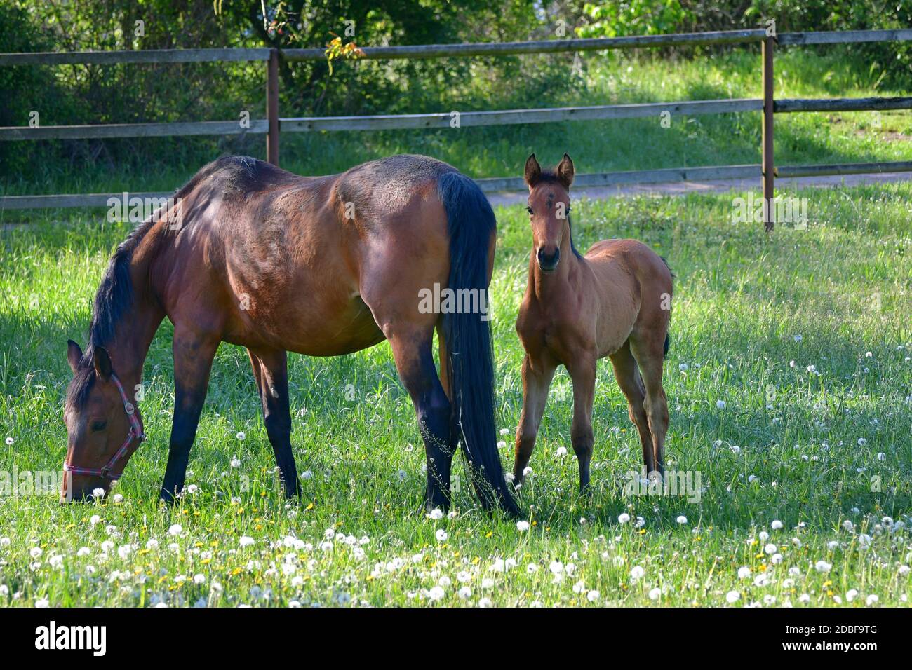 Eine Lorbeerwarmblutstute mit ihrem Stutfohlen auf einer blühenden Wiese voller Löwenzahn. Stockfoto