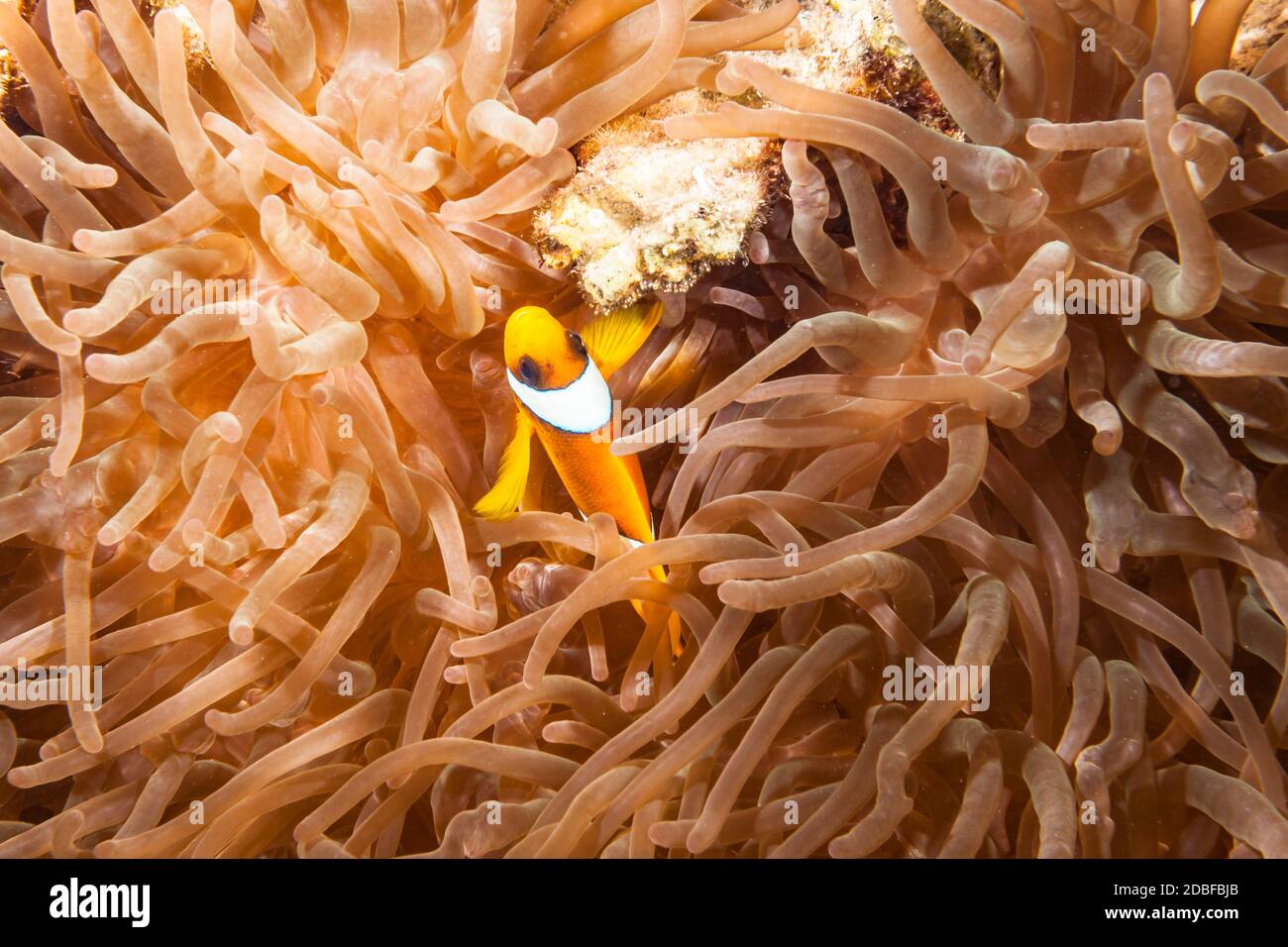 Nahaufnahme der Seeanemone mit Anemonefisch im Roten Meer /Ägypten Stockfoto