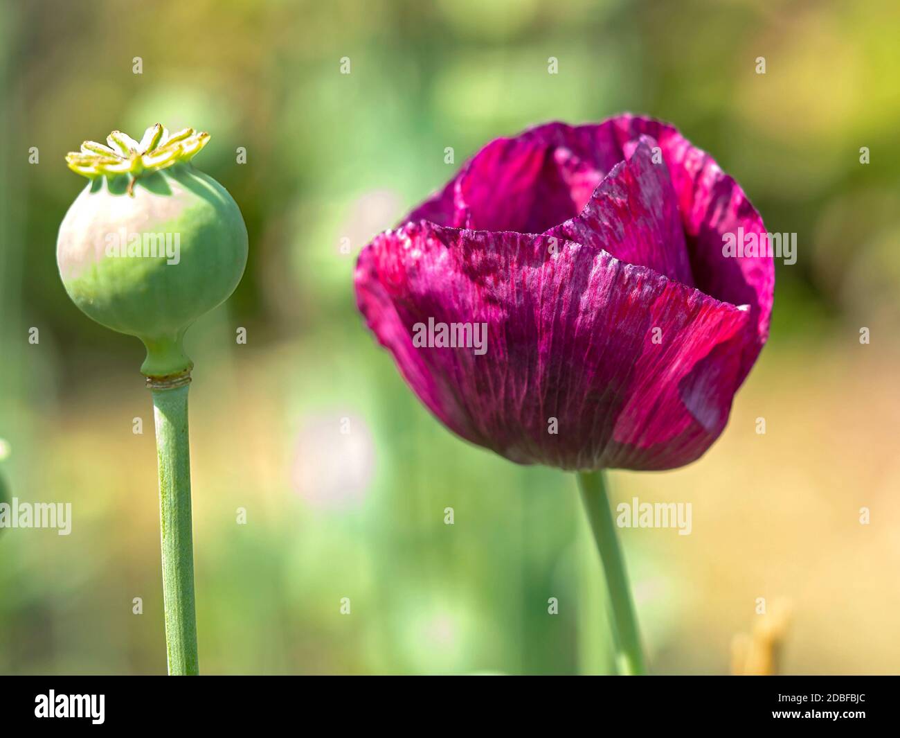 Nahaufnahme einer Mohnblume mit violetten Blütenblättern im Sonnenlicht Und eine Samenhülse Stockfoto