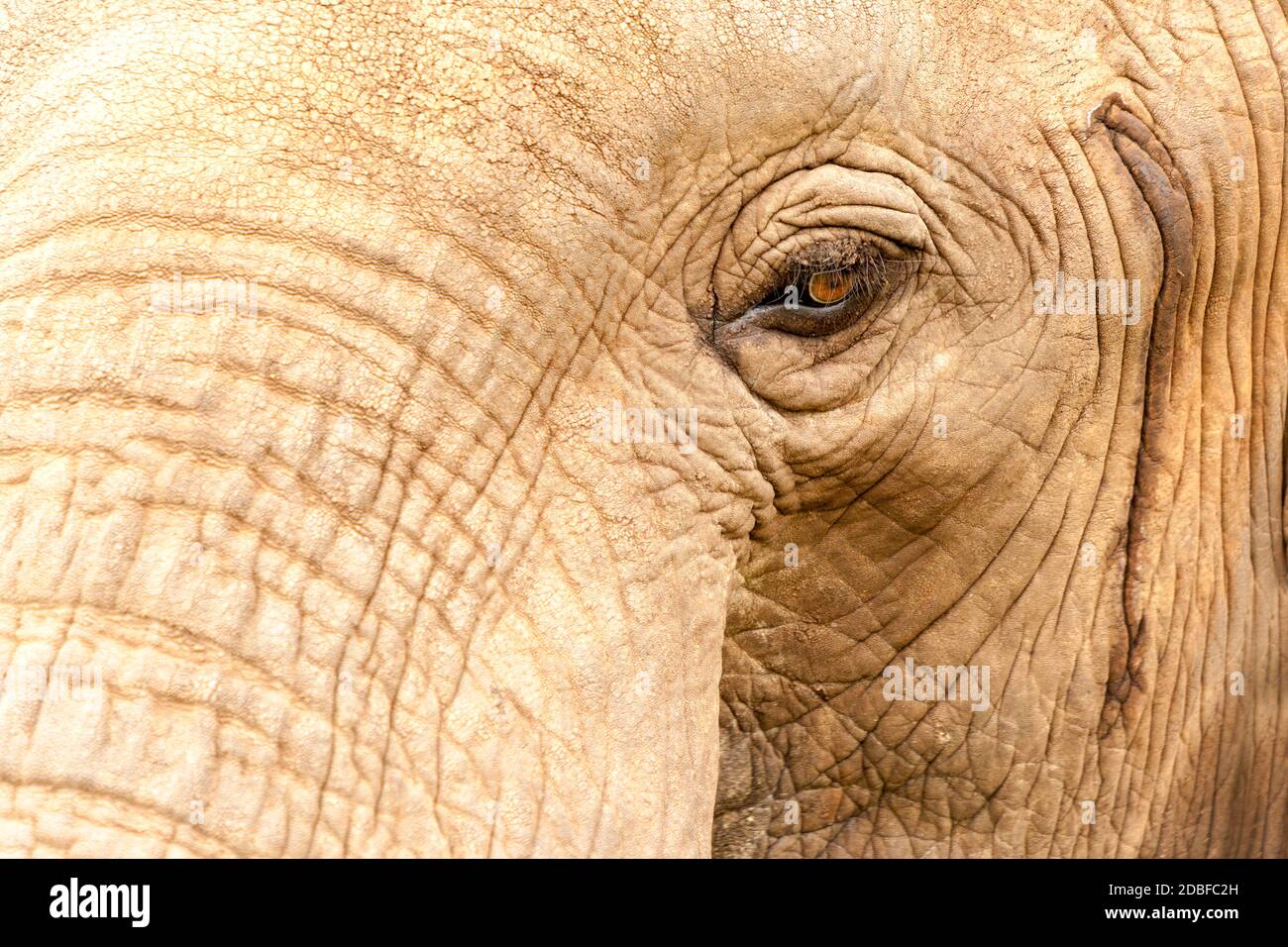 Der wilde Elefantenkopf aus extrammigem Nahbereich. Tansania, Afrika Stockfoto