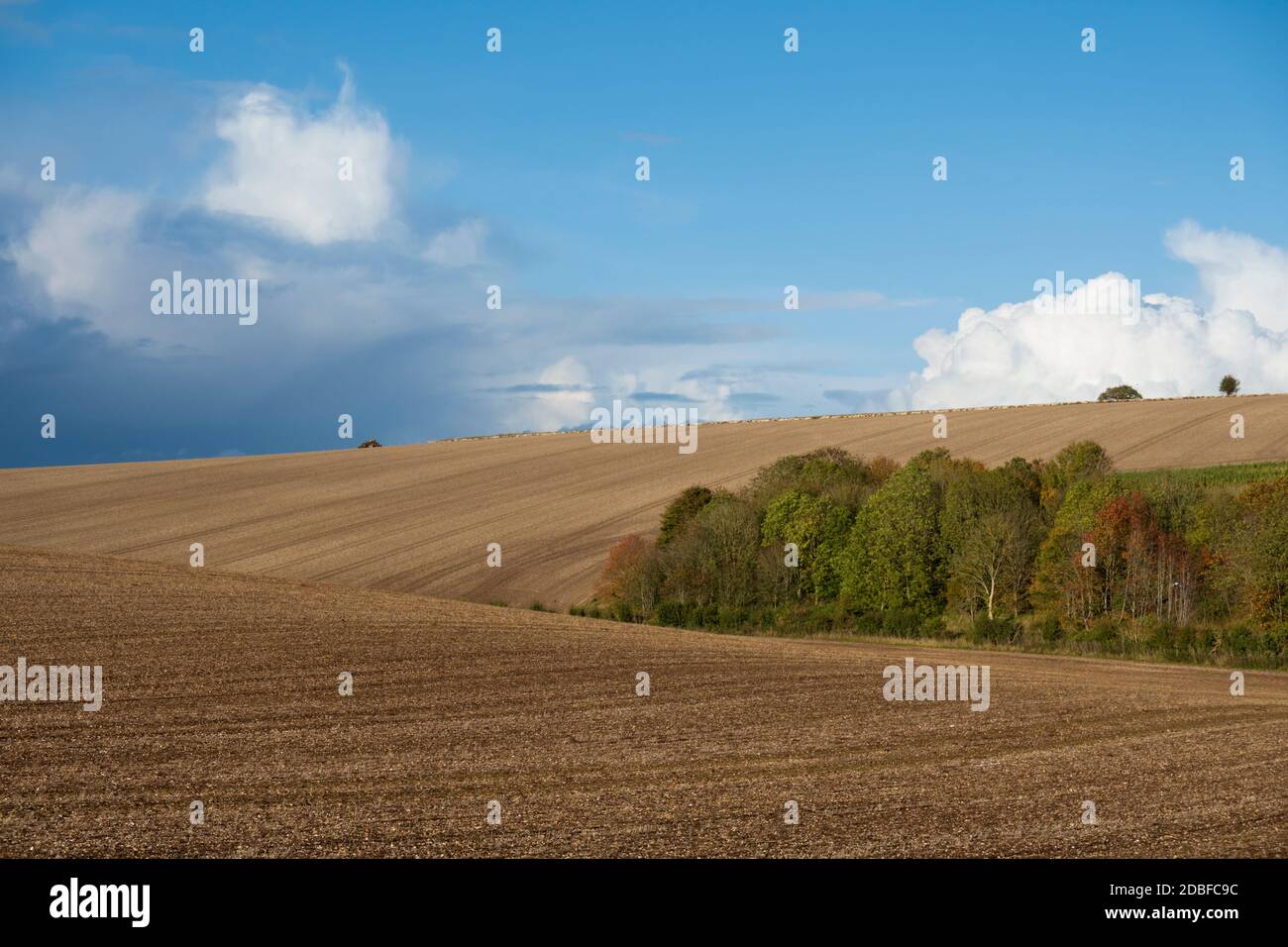 Pflowrd Feld mit Herbstbäumen und Cumuluswolken, East Garston, West Berkshire, England, Vereinigtes Königreich, Europa Stockfoto