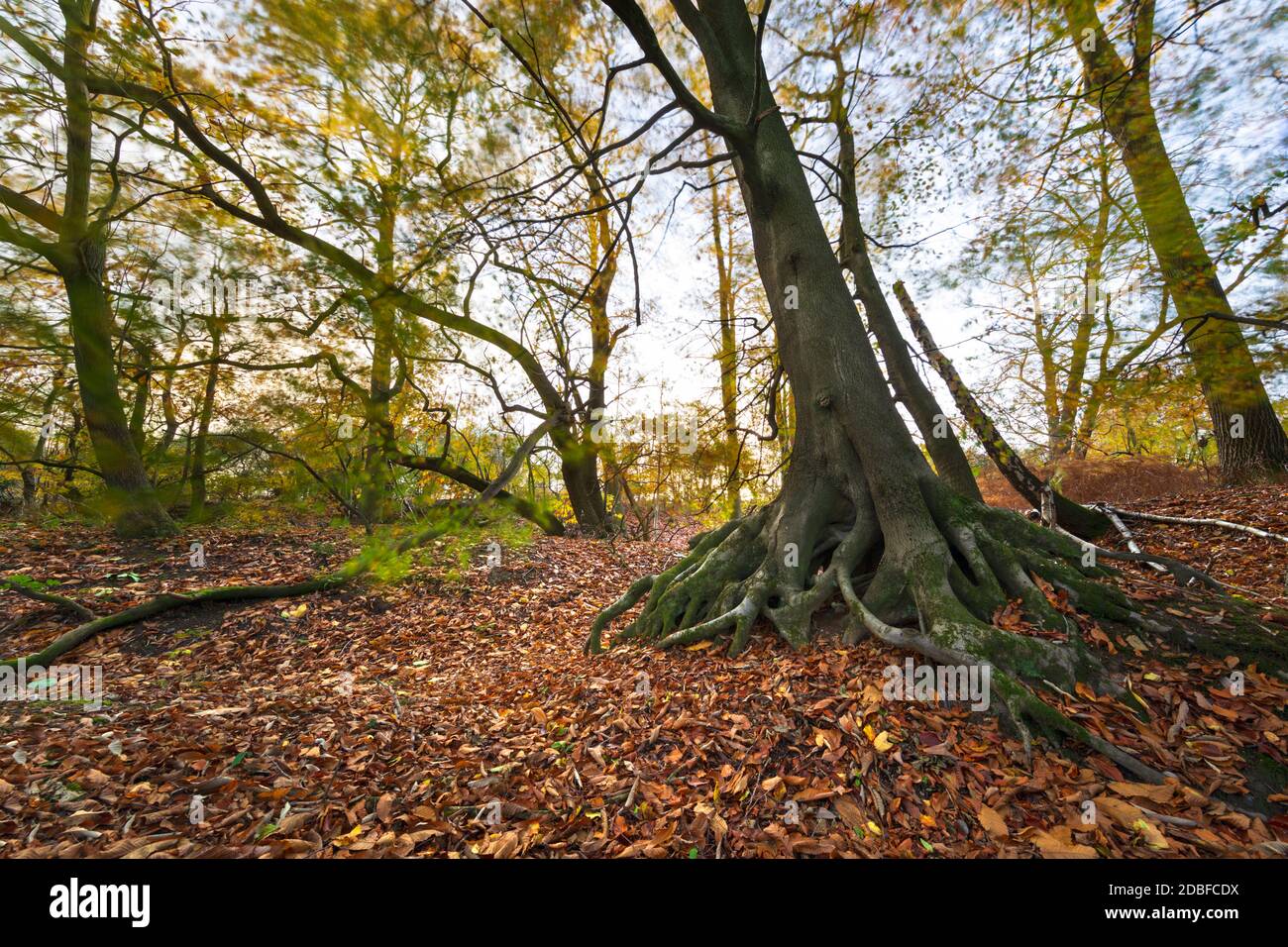Süßer Kastanienbaum und gefallene Blätter in Laubwäldern im Herbst, West Berkshire, England, Großbritannien, Europa Stockfoto