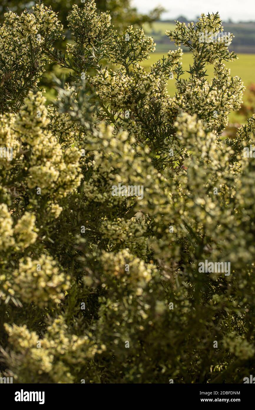 Colletia paradoxa aromatisch blühende Pflanze in voller Blüte Stockfoto