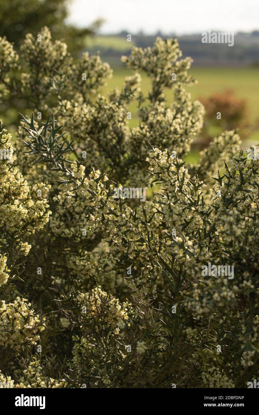 Colletia paradoxa aromatisch blühende Pflanze in voller Blüte Stockfoto