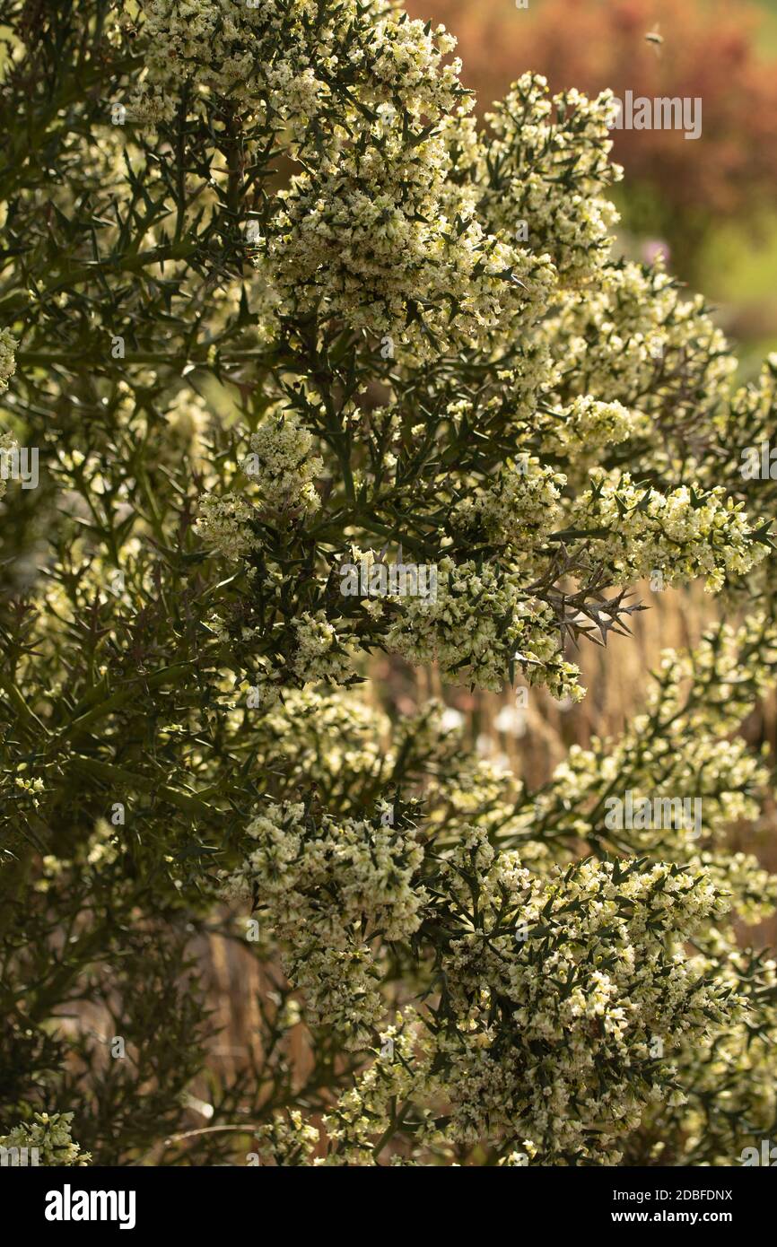 Colletia paradoxa aromatisch blühende Pflanze in voller Blüte Stockfoto