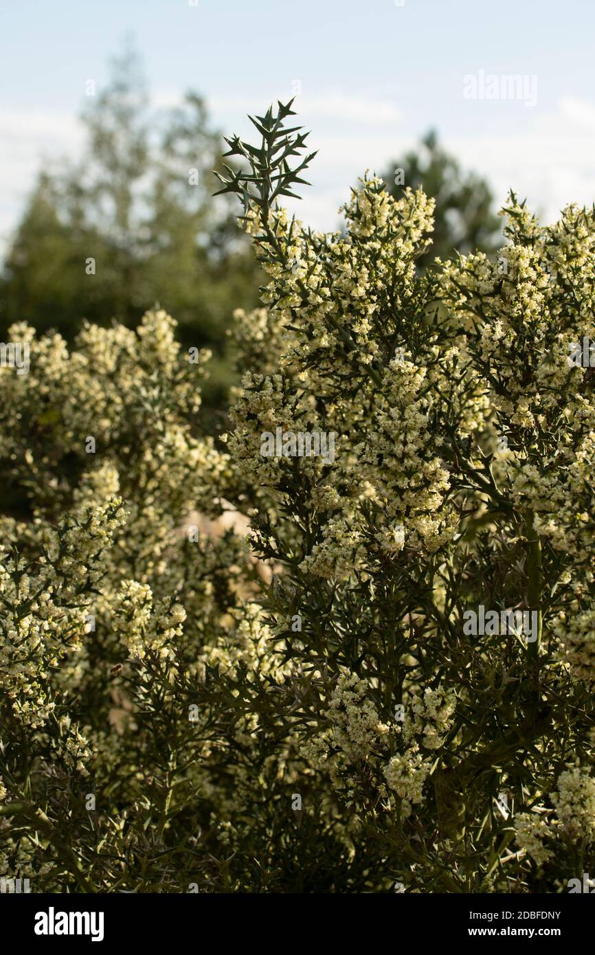 Colletia paradoxa aromatisch blühende Pflanze in voller Blüte Stockfoto