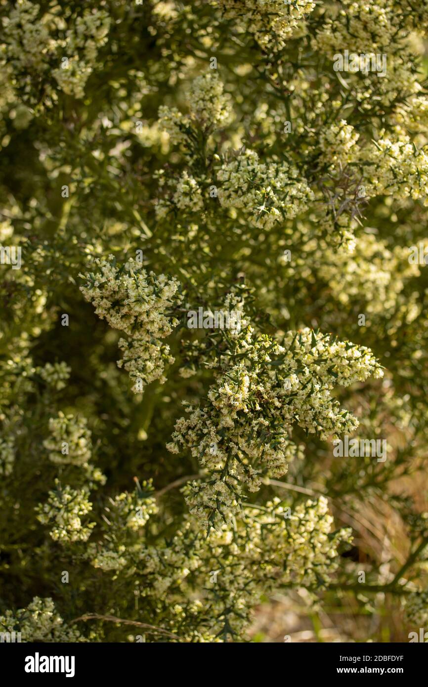 Colletia paradoxa aromatisch blühende Pflanze in voller Blüte Stockfoto