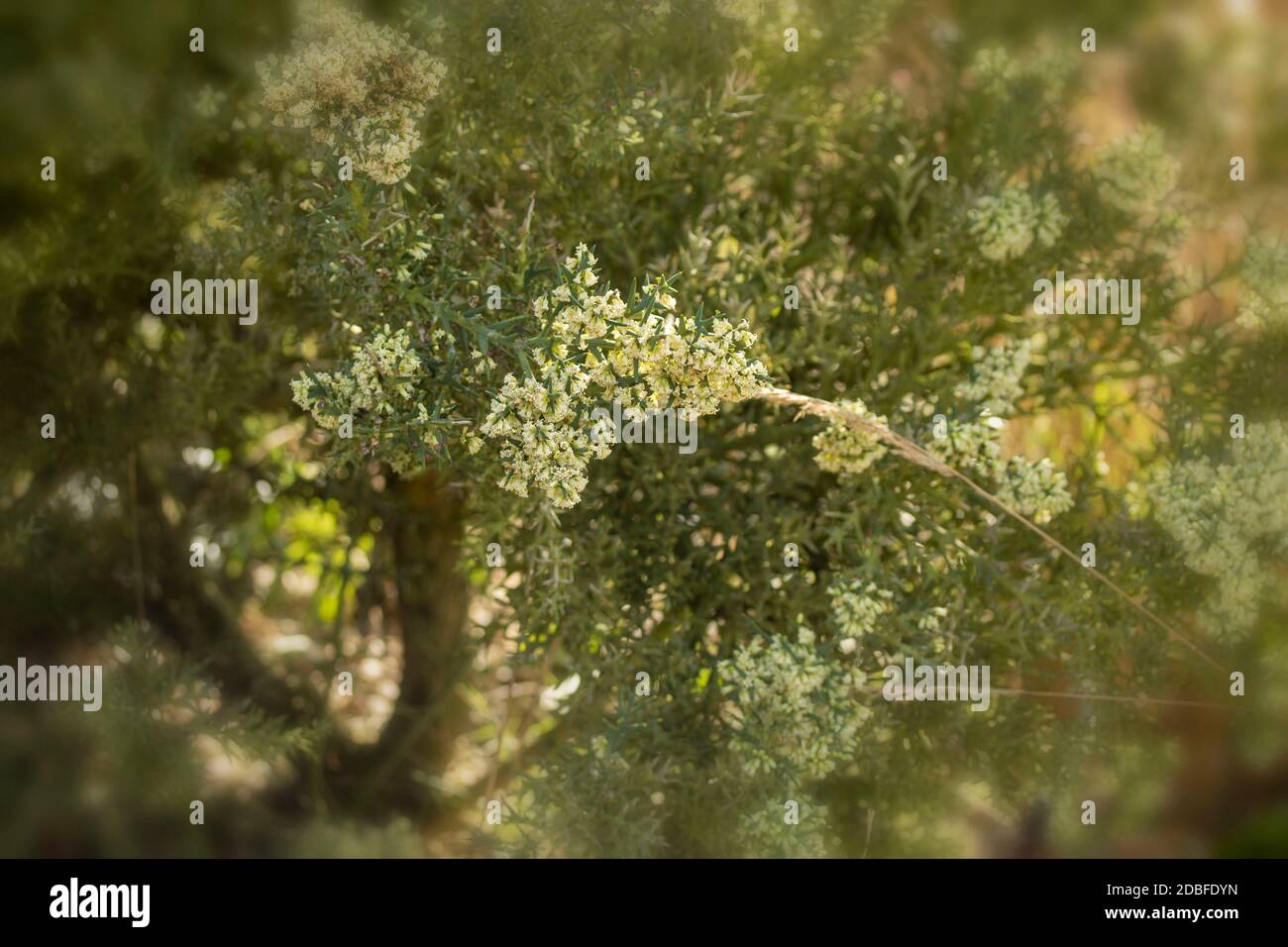 Colletia paradoxa aromatisch blühende Pflanze in voller Blüte Stockfoto