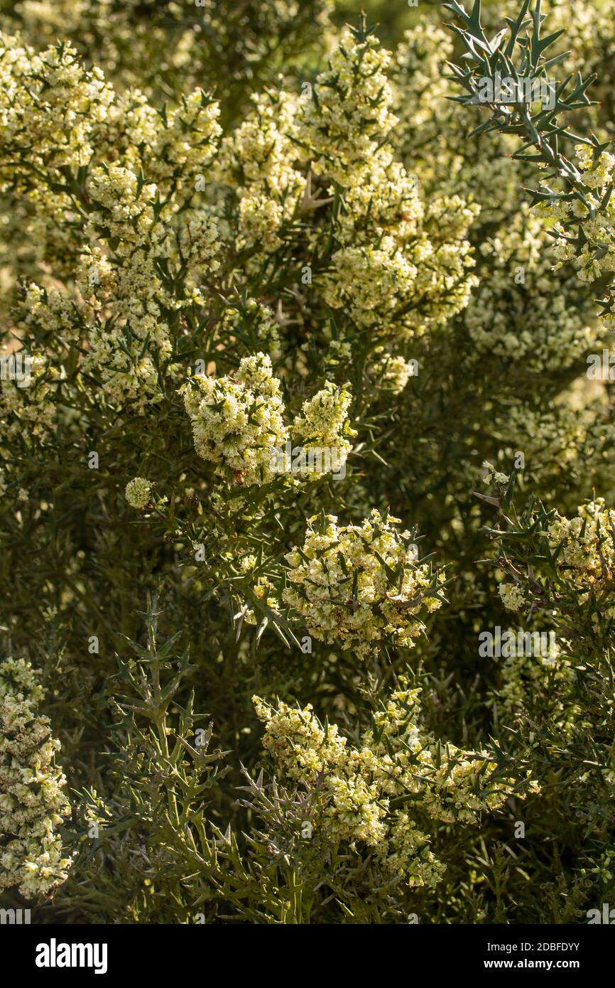 Colletia paradoxa aromatisch blühende Pflanze in voller Blüte Stockfoto