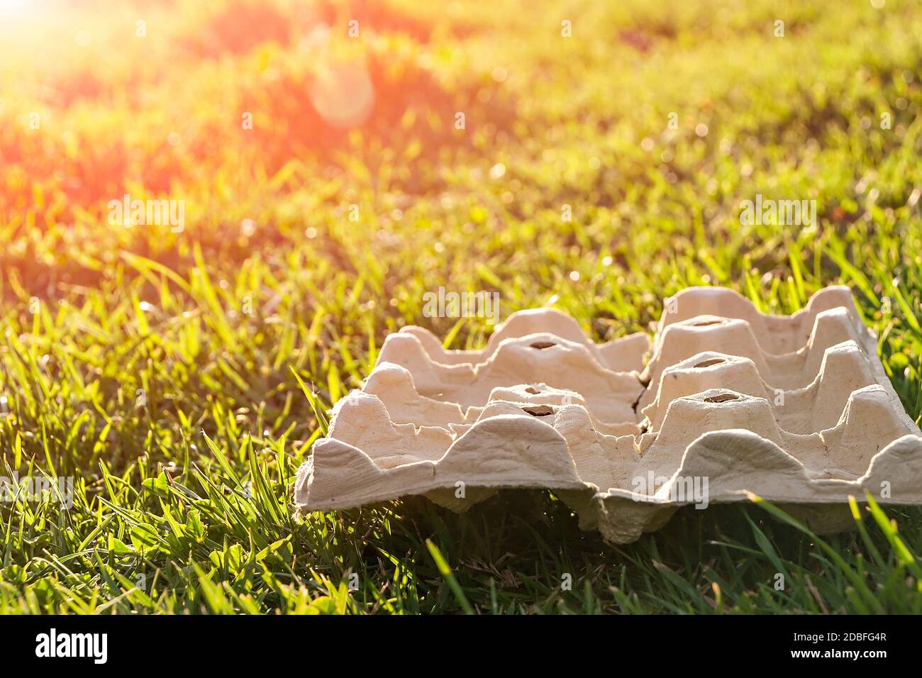 Eierbecher auf dem Gras im Abendlicht gebadet. Stockfoto