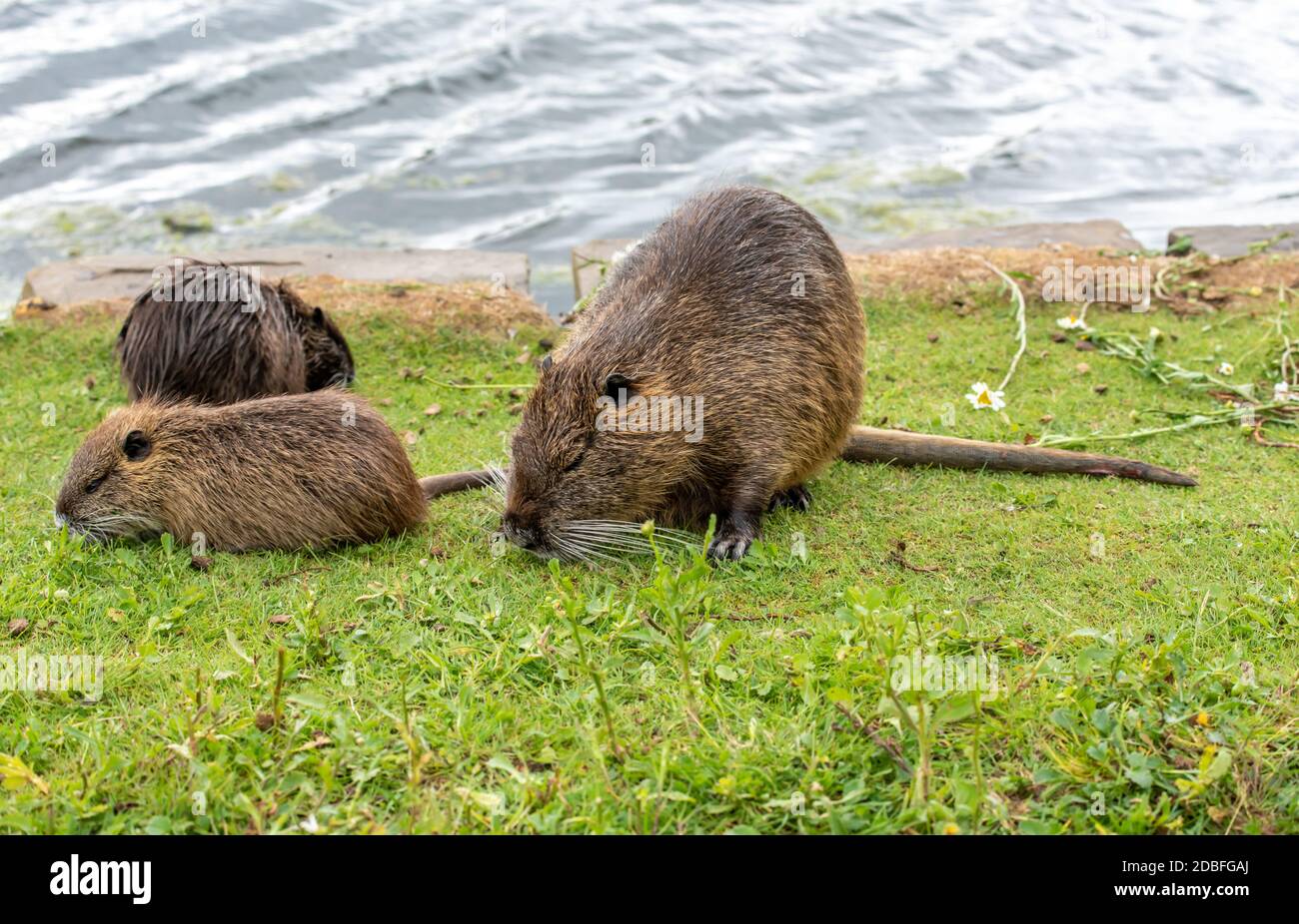 Sumpfbiber Stockfoto