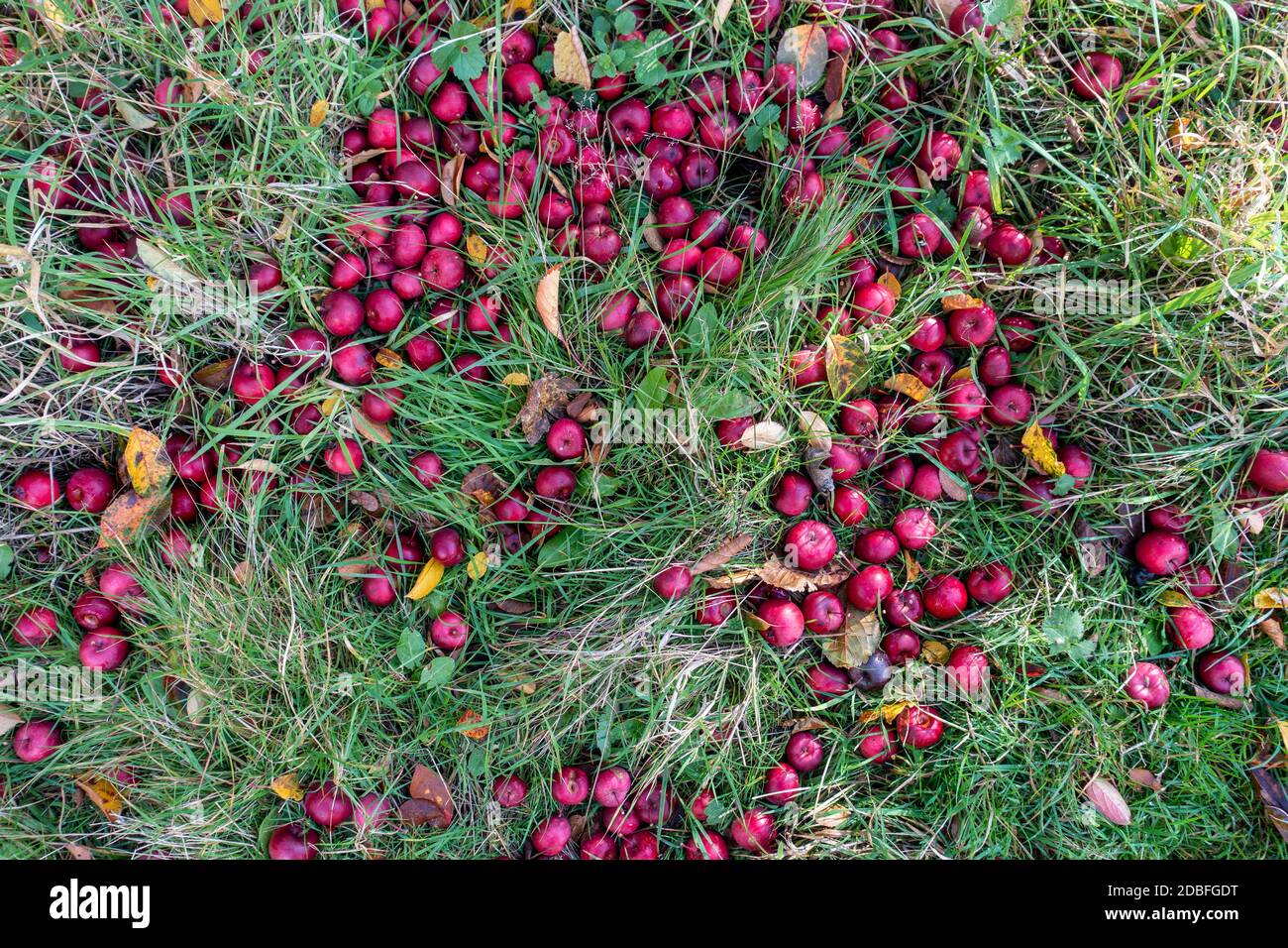 Crab Apple, Mallus Domestica Evereste, Herbst Stockfoto