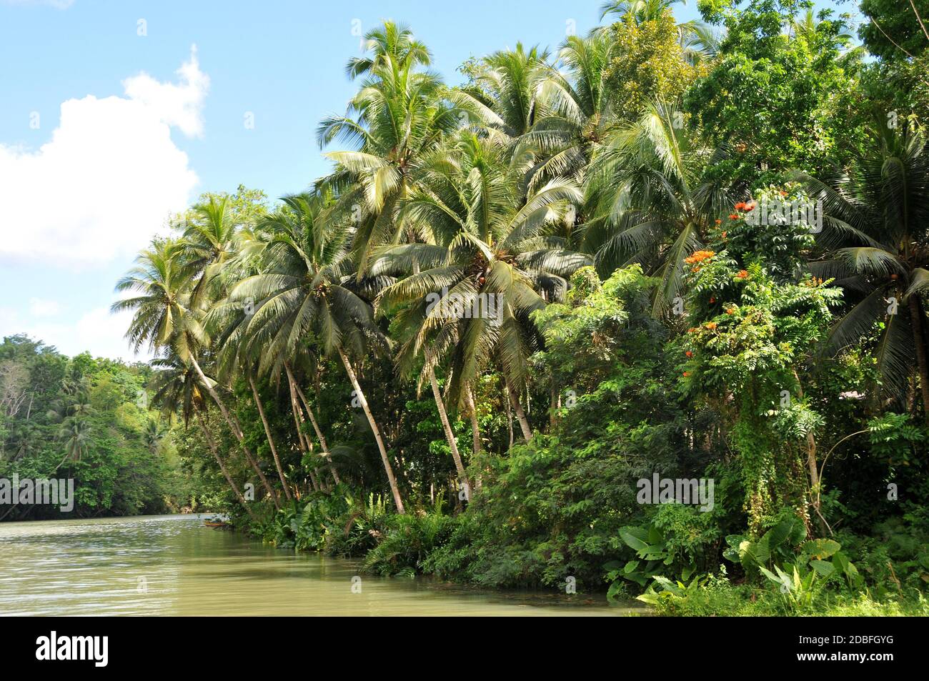 Der Loboc River auf Bohol auf den Philippinen Stockfoto