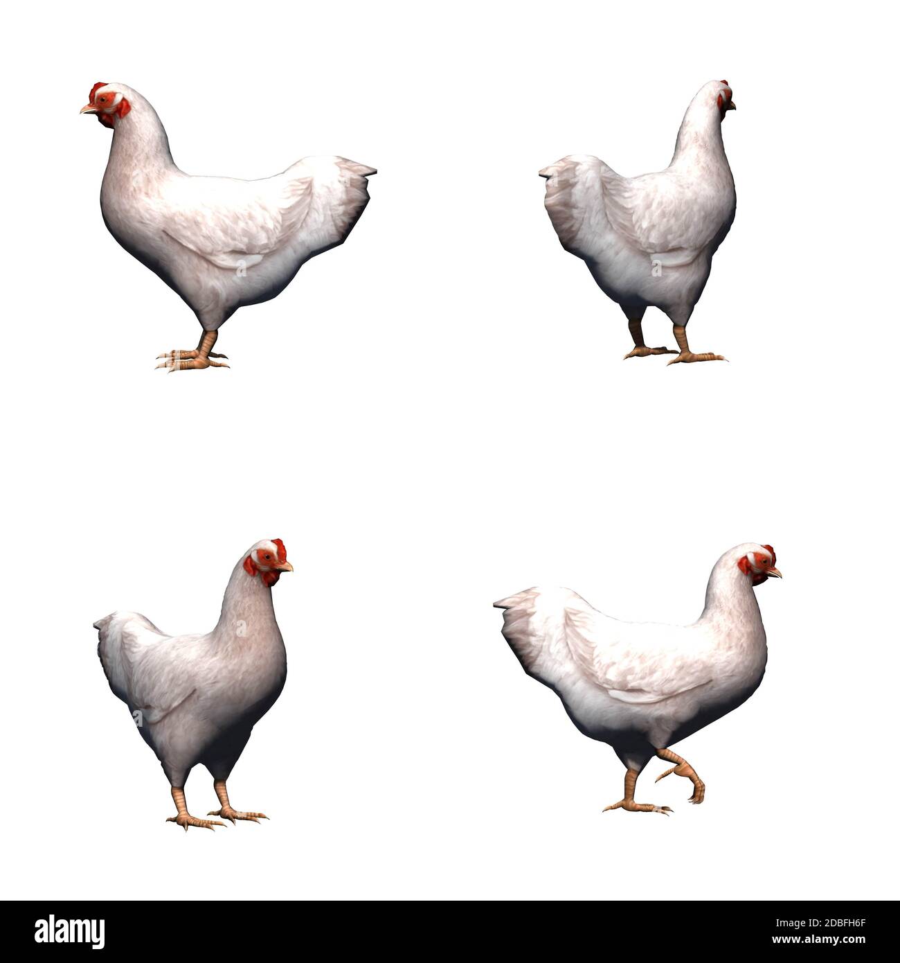 Set von Nutztieren - weißes Huhn - isoliert auf weißem Hintergrund Stockfoto